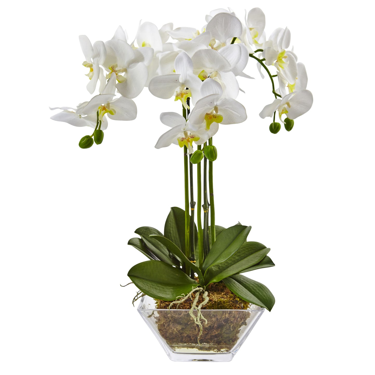 22" Triple Phalaenopsis Orchid in Glass Vase