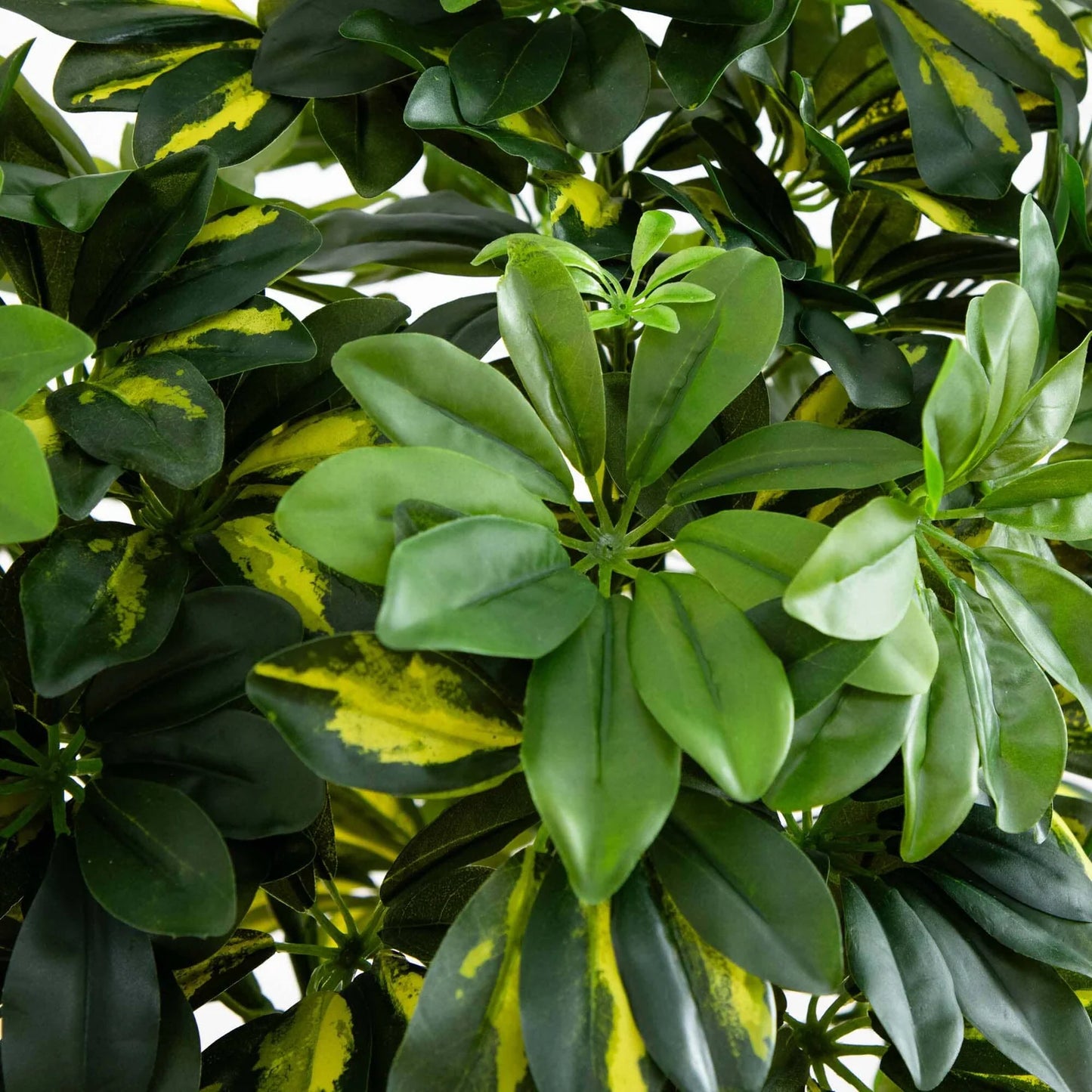 4' Schefflera Tree (Real Touch)