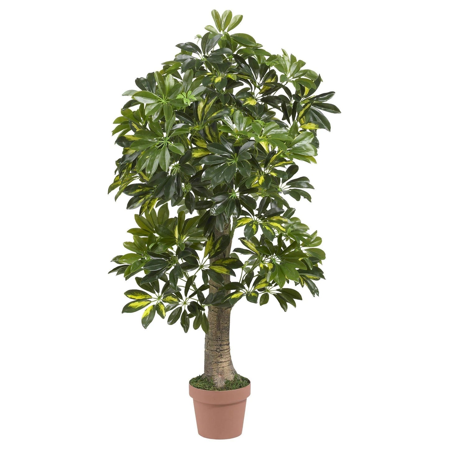4' Schefflera Tree (Real Touch)