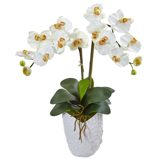 23" Double Phalaenopsis Orchid in White Vase Cream