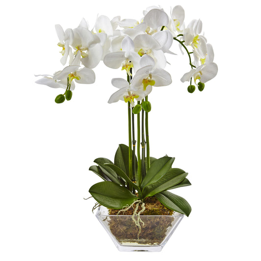 22" Triple Phalaenopsis Orchid in Glass Vase