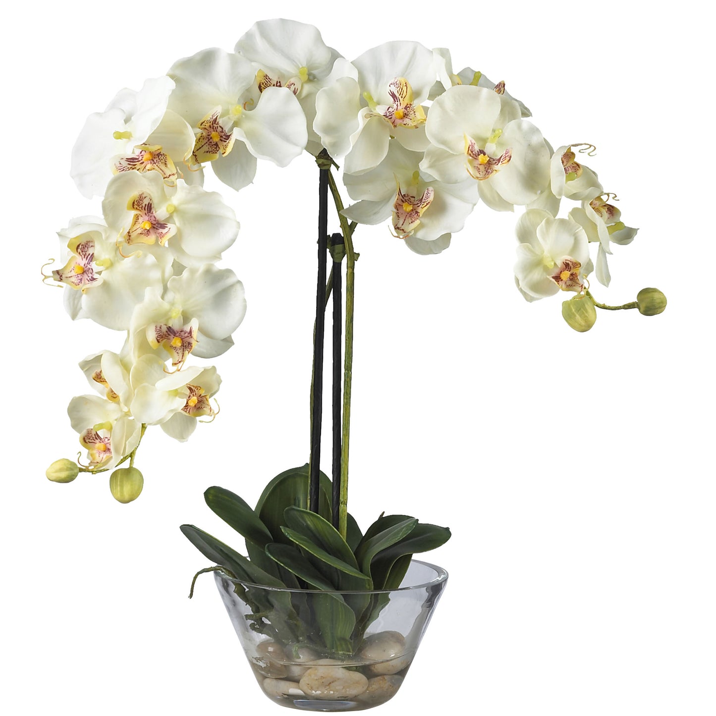 18" Phalaenopsis w/Glass Vase - White