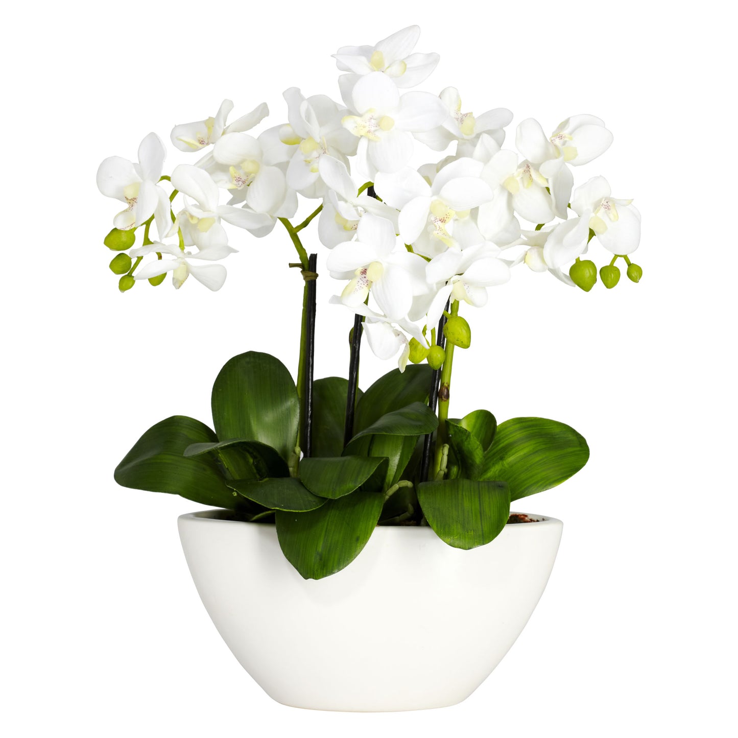 15" Phalaenopsis w/White Vase